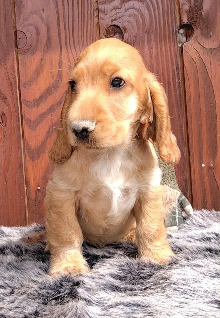 Du Clos Aux Diables - Chiots disponibles - Cocker Spaniel Anglais