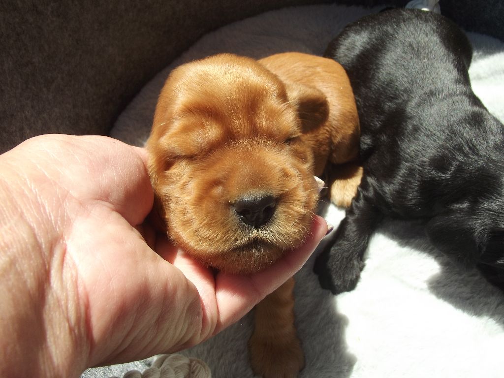 Du Clos Aux Diables - Chiots disponibles - Cocker Spaniel Anglais