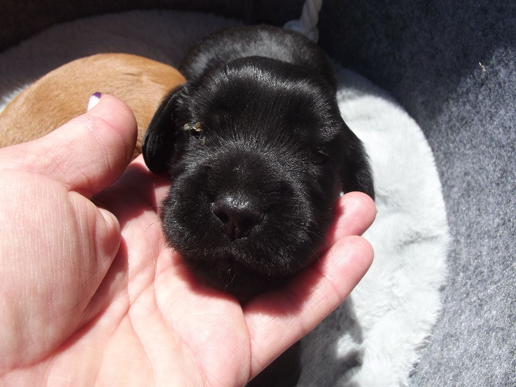Du Clos Aux Diables - Chiots disponibles - Cocker Spaniel Anglais