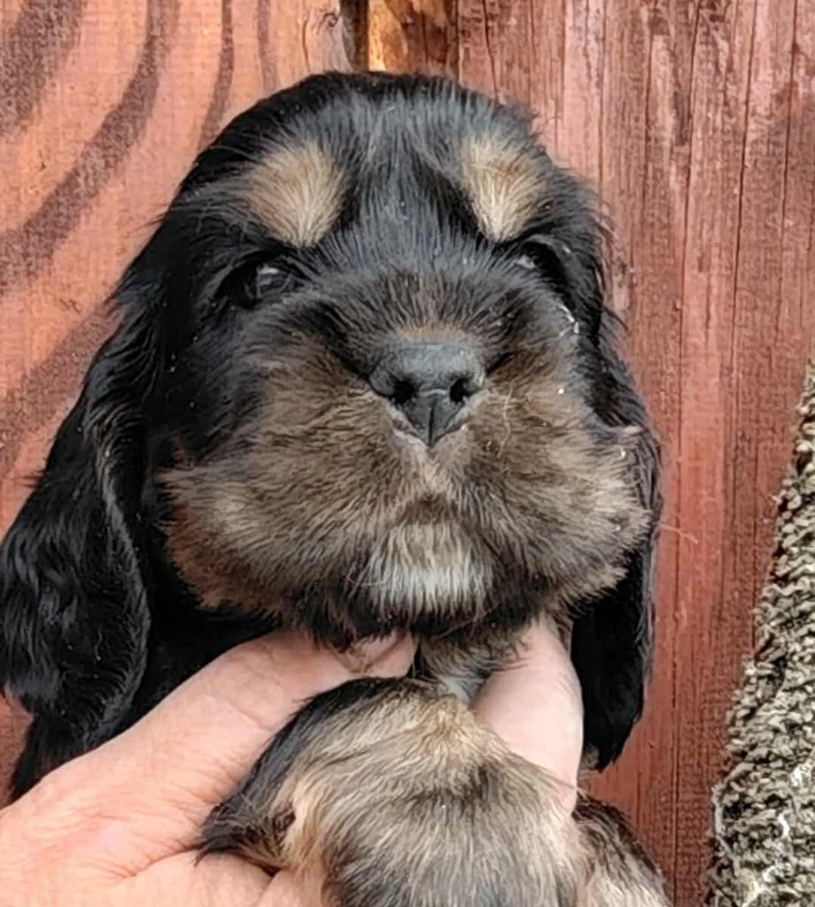 Du Clos Aux Diables - Chiots disponibles - Cocker Spaniel Anglais