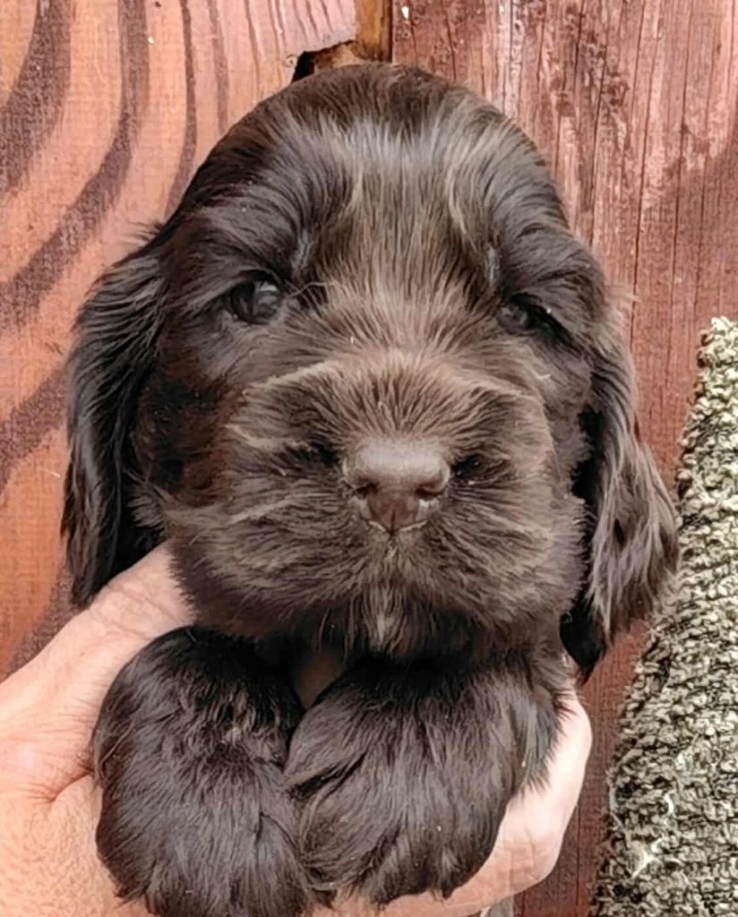 Du Clos Aux Diables - Chiots disponibles - Cocker Spaniel Anglais