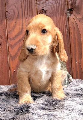 CHIOT