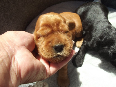 CHIOT