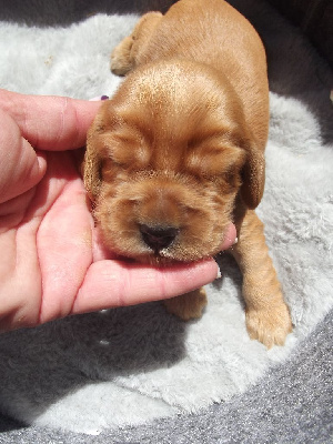 CHIOT