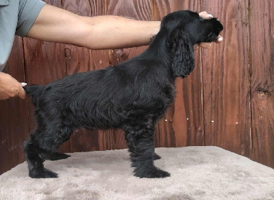 CHIOT