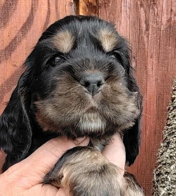 CHIOT 3