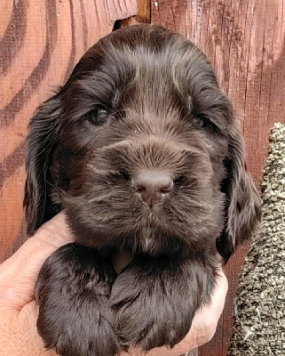 CHIOT 2