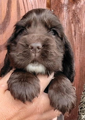 CHIOT 5