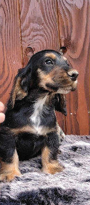CHIOT