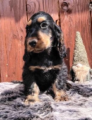 CHIOT