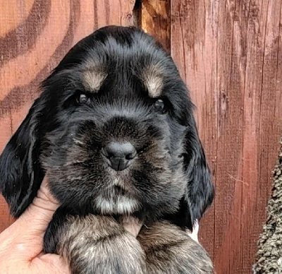 CHIOT 4