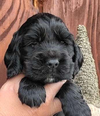 CHIOT 1