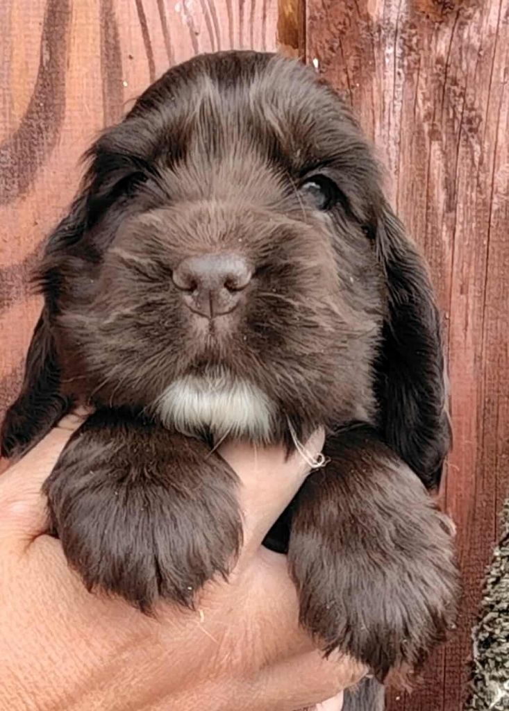 Du Clos Aux Diables - Chiots disponibles - Cocker Spaniel Anglais