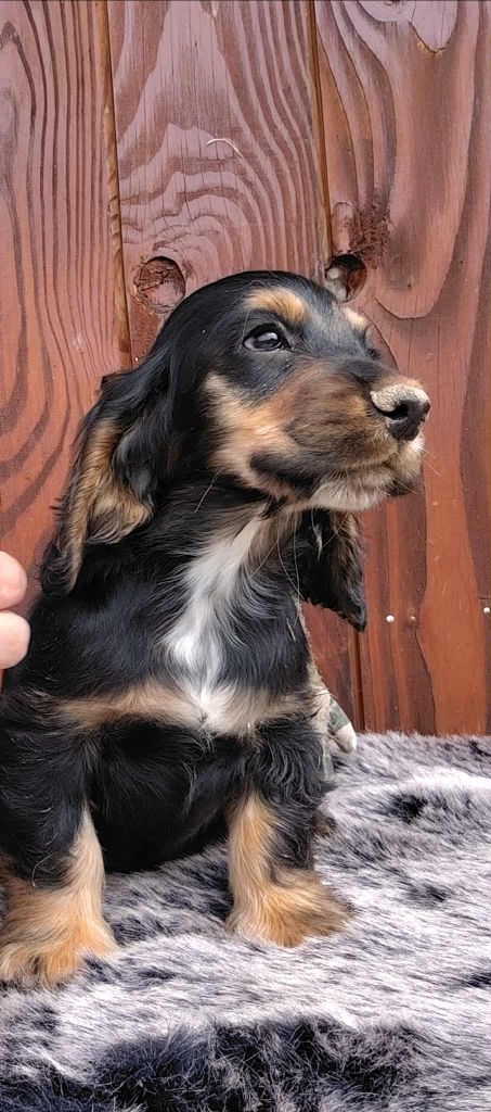 Du Clos Aux Diables - Chiots disponibles - Cocker Spaniel Anglais
