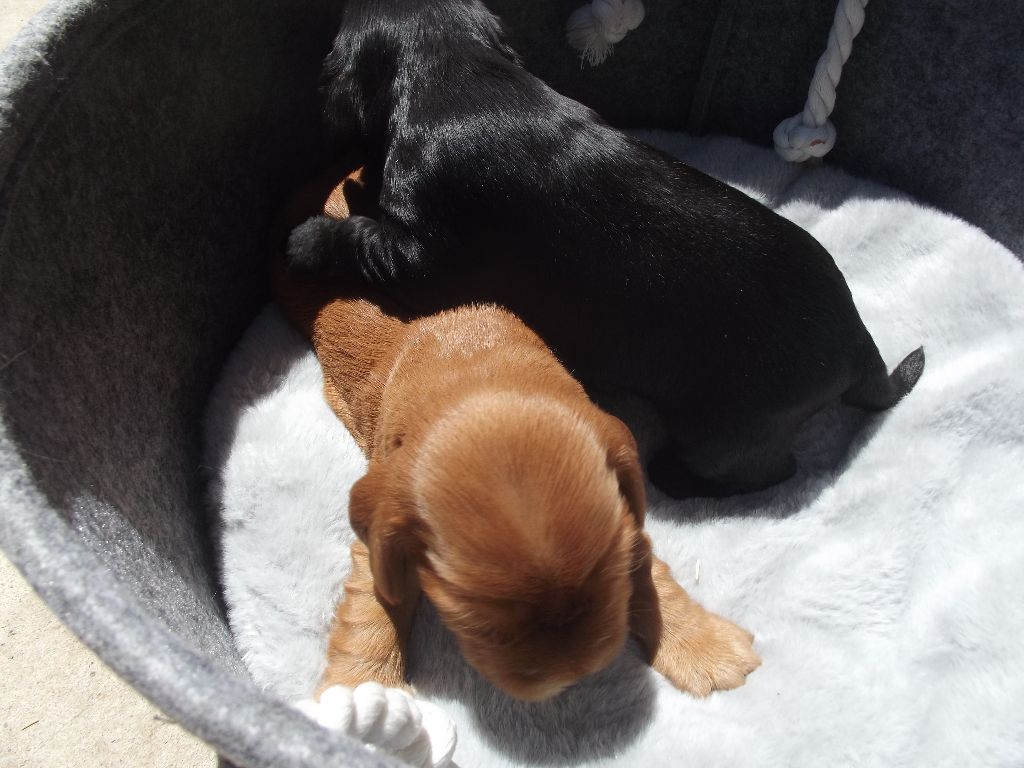 Chiot Cocker Spaniel Anglais Du Clos Aux Diables